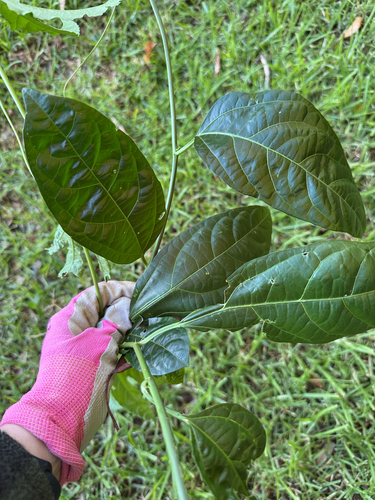 common passionfruit