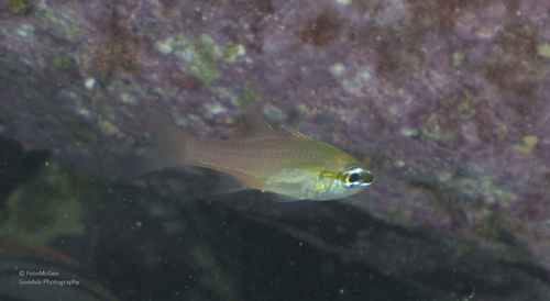 Ostorhinchus apogonoides observed 2026-06-17