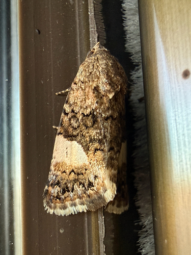 Four-spotted Moth