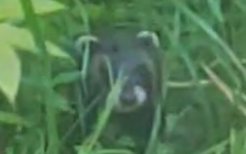 Western Polecat