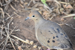 Zenaida macroura clarionensis