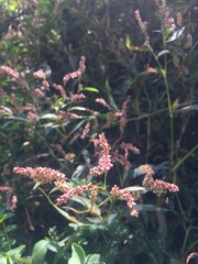 Persicaria
