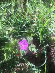 Geranium robertianum