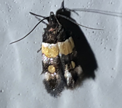 Triclonella determinatella