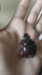 Dichotomius carolinus