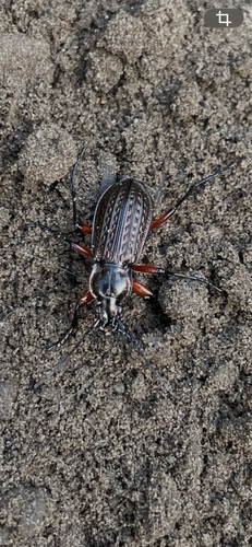 Granulated Ground Beetle
