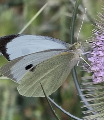 Large White