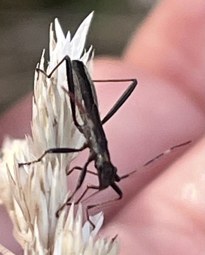 Micrelytra fossularum