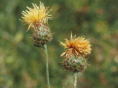 Centaurea collina, photograph (c) Louis Aureglia, some rights reserved (CC BY)