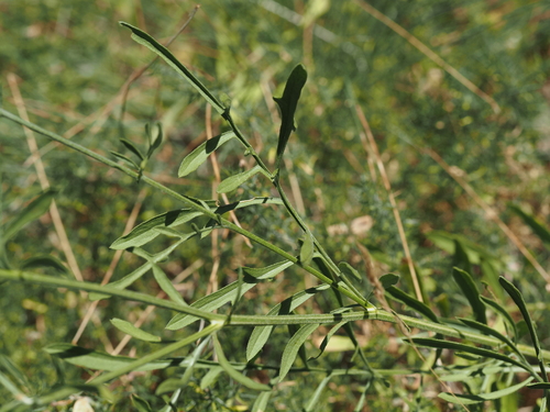 Centaurea collina, photograph 6