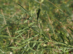 Centaurea collina, photograph (c) Louis Aureglia, some rights reserved (CC BY)
