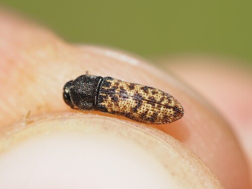 Acmaeoderella adspersula