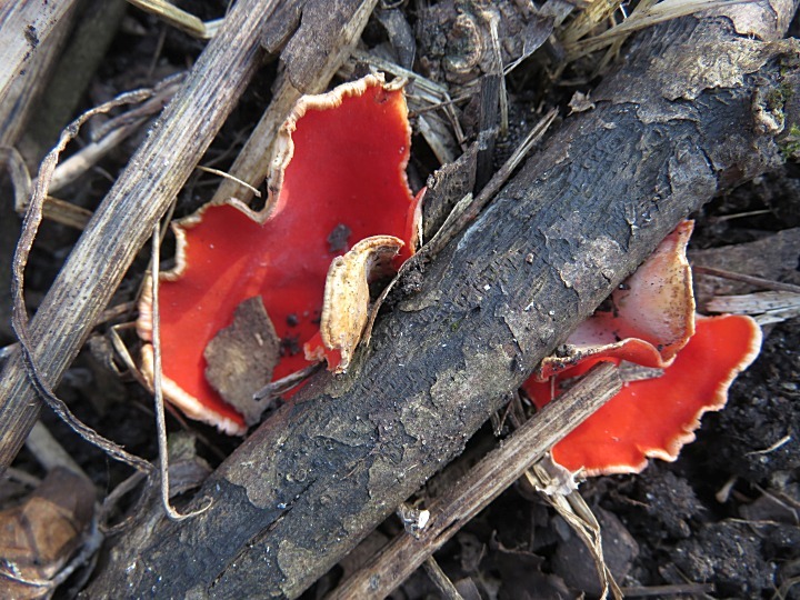 Sarcoscypha coccinea image