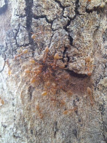 African Weaver Ant
