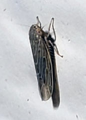 Deltocephalini