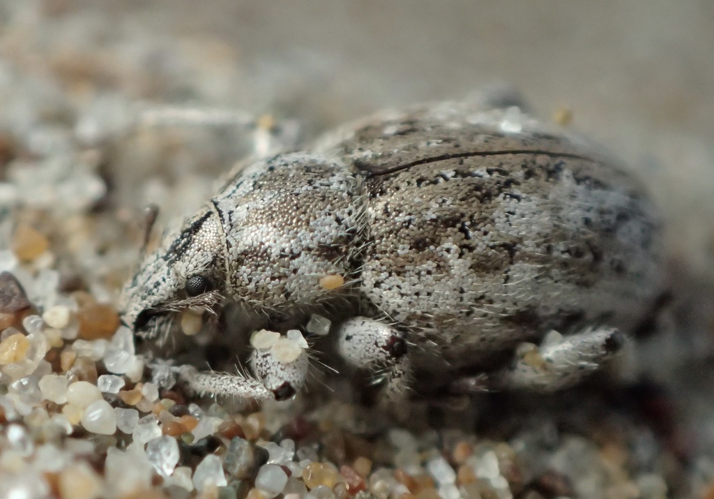Trigonoscuta morroensis