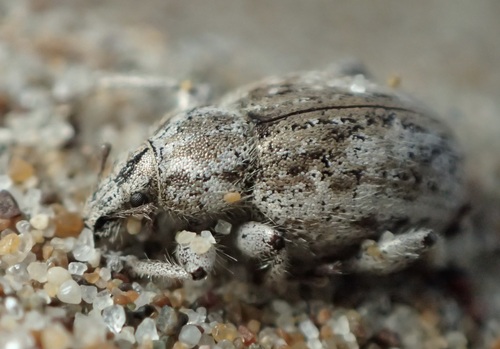 Trigonoscuta morroensis