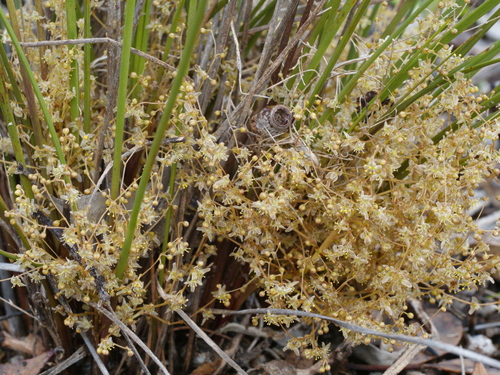 Small-flowered Matrush