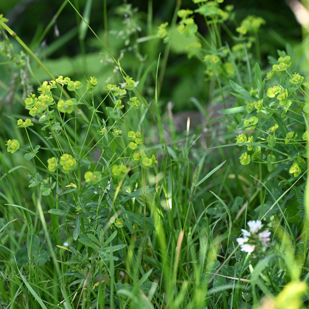 Euphorbia esula; photograph (c) Petr Harant, some rights reserved (CC BY)