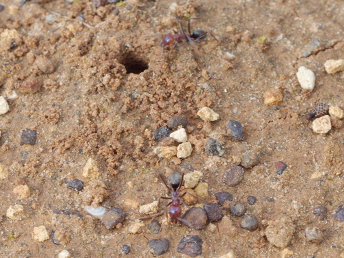 Southern Meat Ant