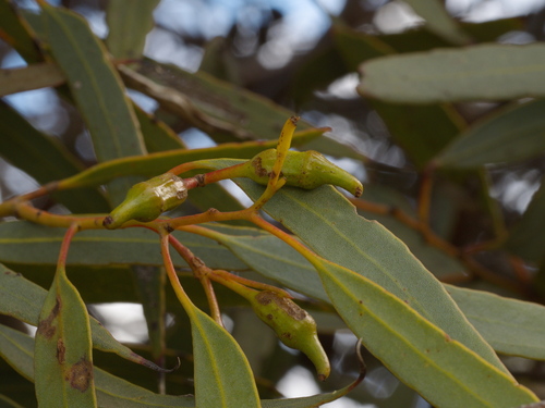 Ridge-fruited mallee