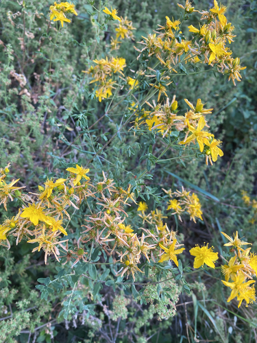 Common St. John's Wort