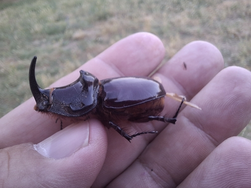 Greek rhinoceros beetle
