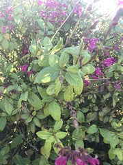 Salvia