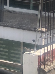 Toxostoma curvirostre