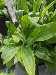 Digitalis grandiflora