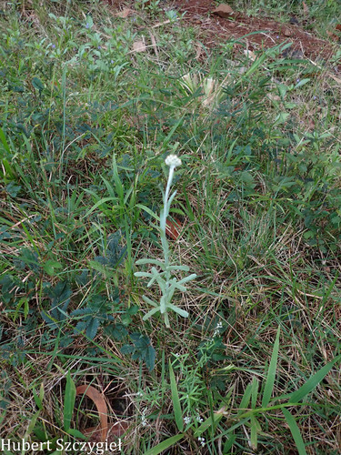 Helichrysum luteoalbum, 2024-12-14