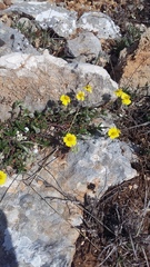 Helianthemum oelandicum orientale
