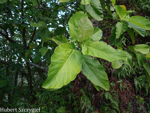 Ficus nota, 2024-12-14