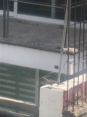 Toxostoma curvirostre