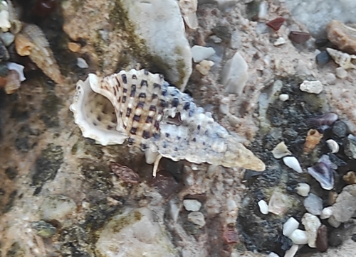 Cerithium scabridum