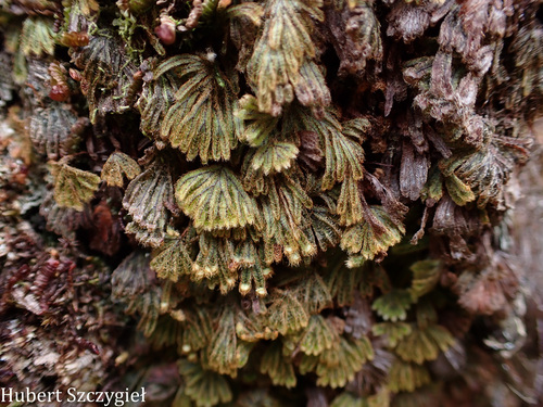 Hymenophyllum obtusum observed 2024-12-14