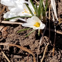 Crocus vernus