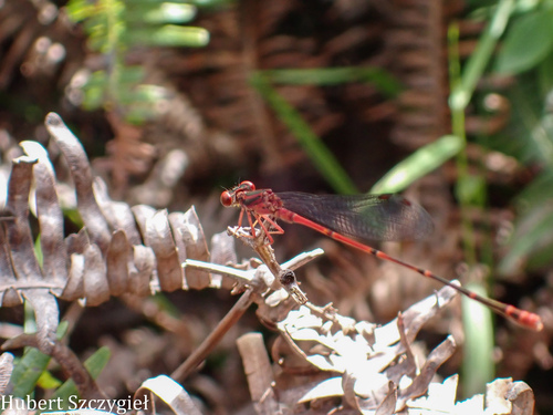 Megalagrion oahuense, 2024-12-14