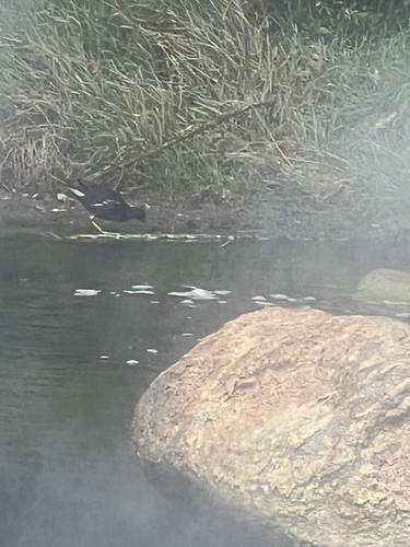 Common Moorhen