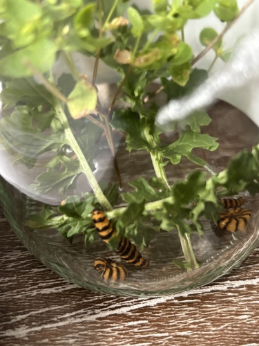 Cinnabar moth