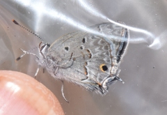 Strymon istapa clarionica