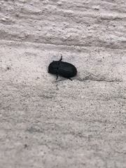 Melanimon tibiale