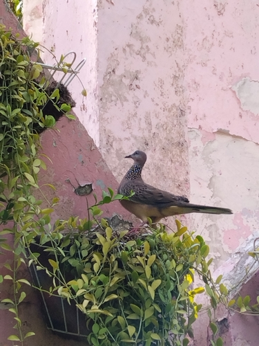 Spotted Dove