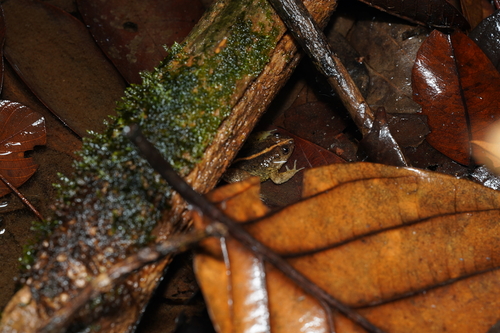 Occidozyga sumatrana, 2026-06-24