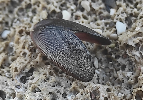 Pharaoh Mussel