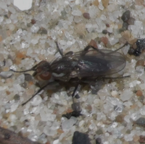 iNaturalist observation photo of Muscoid Flies