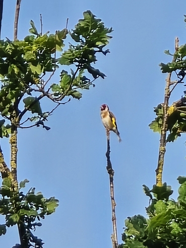 European Goldfinch