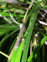 Takydromus stejnegeri