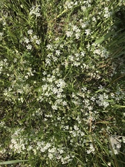 Limnosciadium pumilum