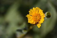 Eupompha elegans perpulchra